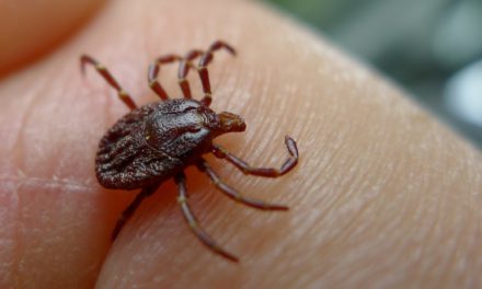 The One Thing You Need to Know If You Find a Tick