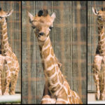 Internet-Famous Baby Giraffe Attempts Suicide