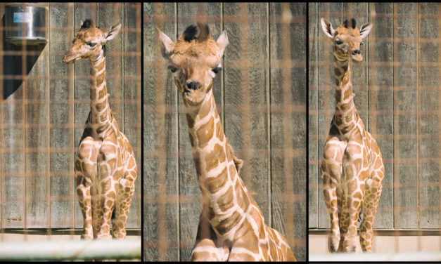 Internet-Famous Baby Giraffe Attempts Suicide