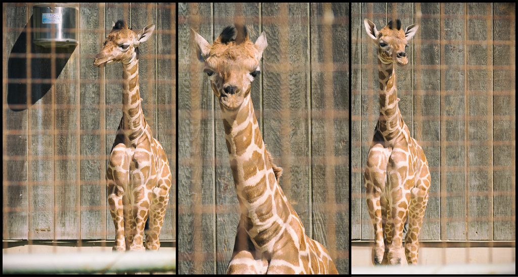 Internet-Famous Baby Giraffe Attempts Suicide