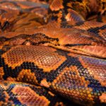 6 Myths About Letting Snakes Into Your Home
