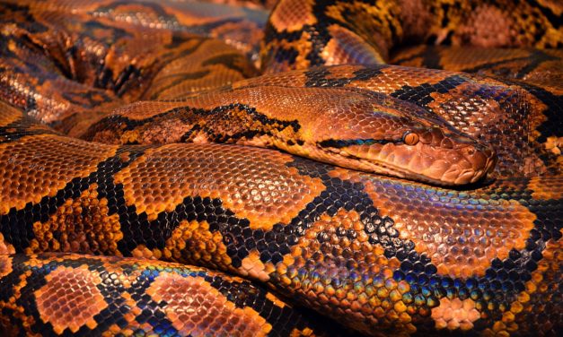 6 Myths About Letting Snakes Into Your Home